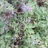 Walker's Low Catmint